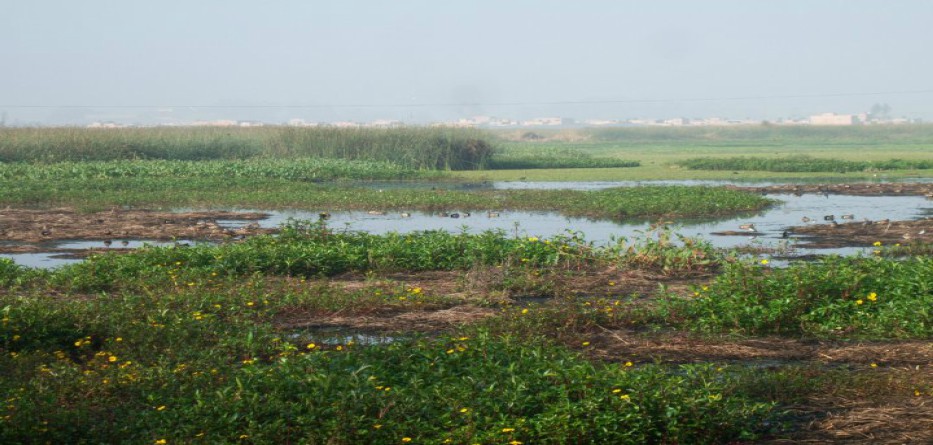 HumedalNeuta-PeriodismoPúblico-20-10-17