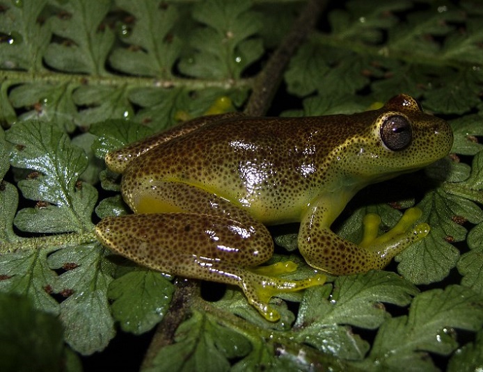 Rana