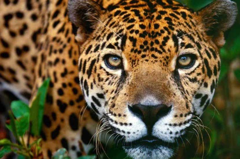 jaguar
