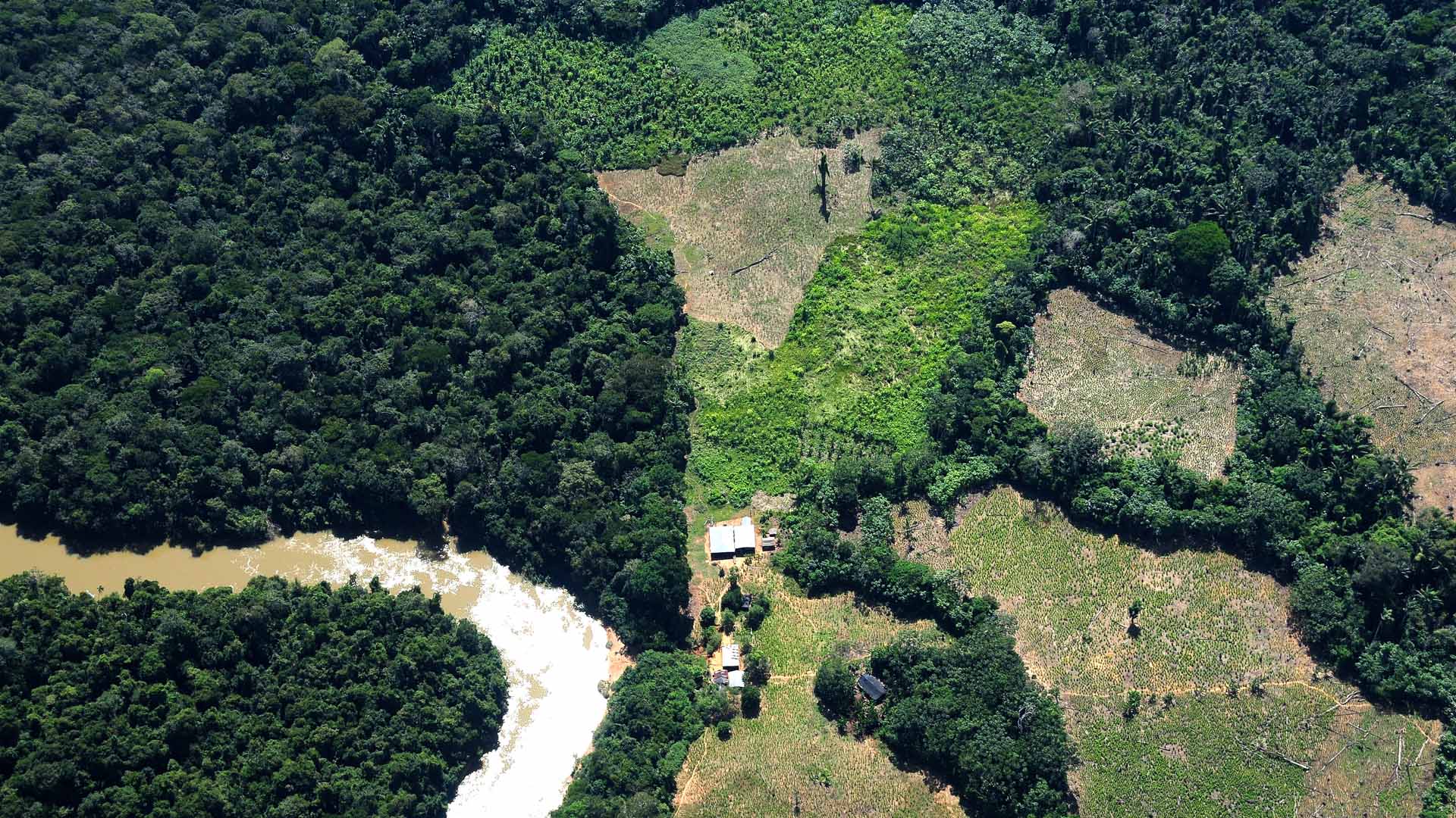 amazonas-deforestación
