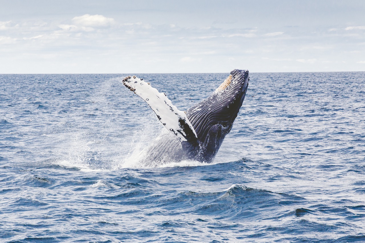 ballena-jorobada ballena-jorobada