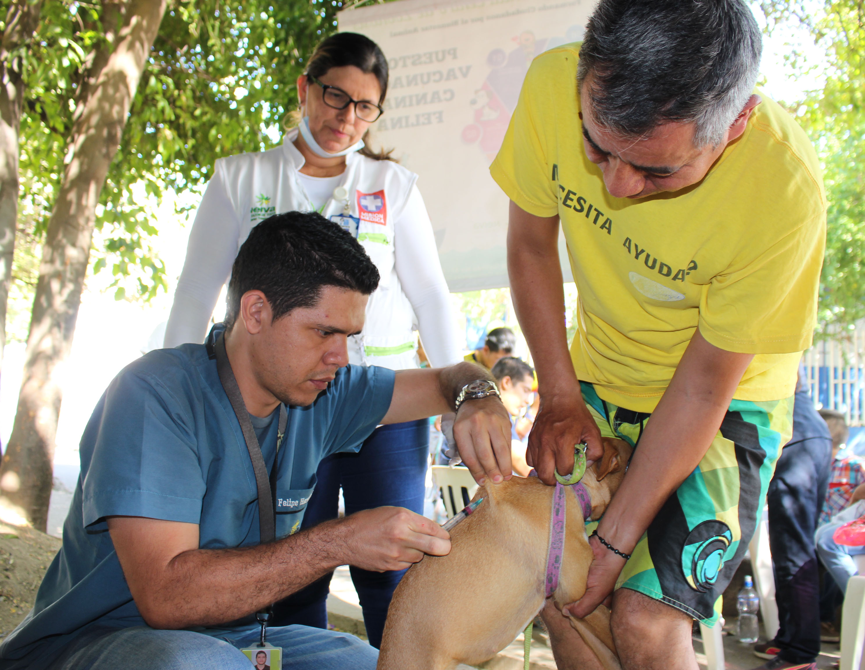 Vacunación-perros-y-gatos