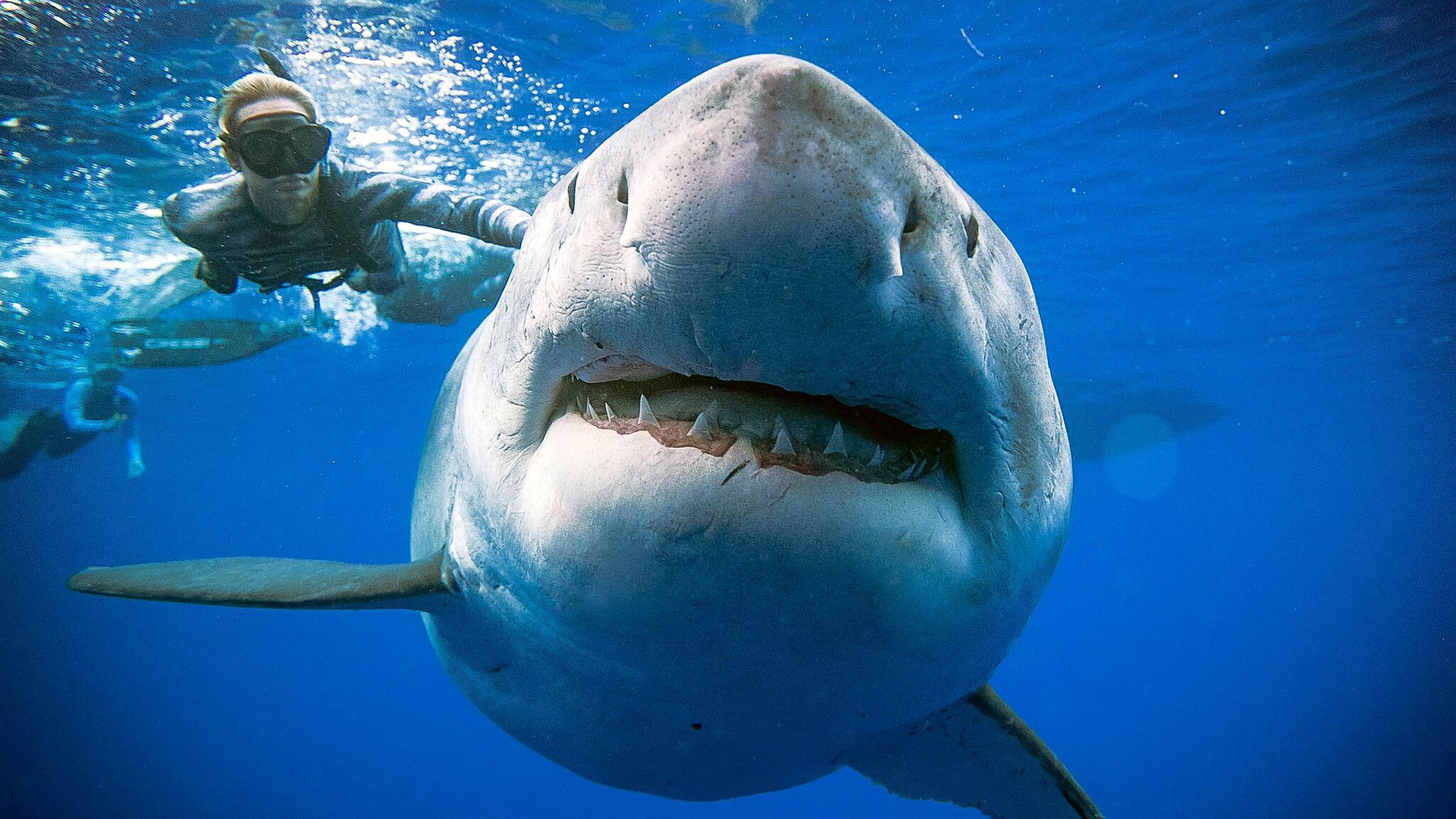 Unos investigadores que buceaban en aguas de la isla de Hawai estuvieron a tan solo unos metros de la gigantesca ejemplar, la cual había sido vista por última vez cerca de las costas de México.