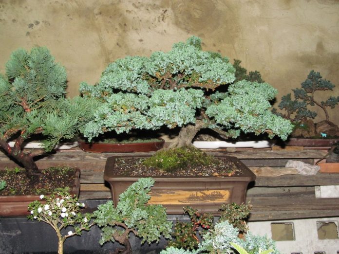 bonsai