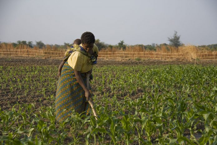 Most African farmers are women / Credit: Kristin Palitza/IPS