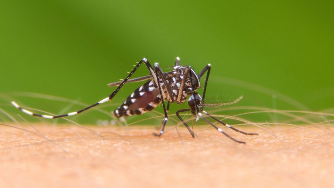 Aedes aegypti, el mosquito transmisor del dengue zika y chikungunya.