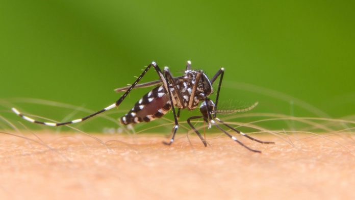 aedes-aegyptis Aedes aegypti, el mosquito transmisor del dengue zika y chikungunya.