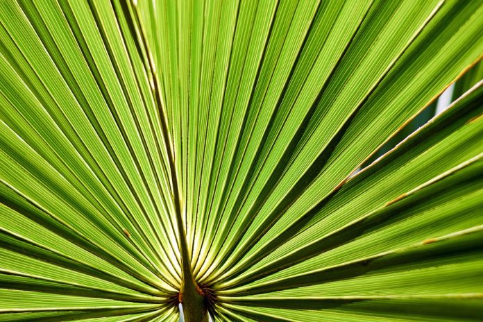 leaf-2321949_960_720