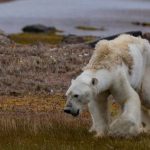 1513172407-9919173863ffd214-fa10-41cb-adc5-689cda29640b