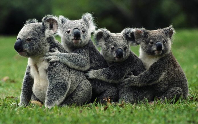koala1