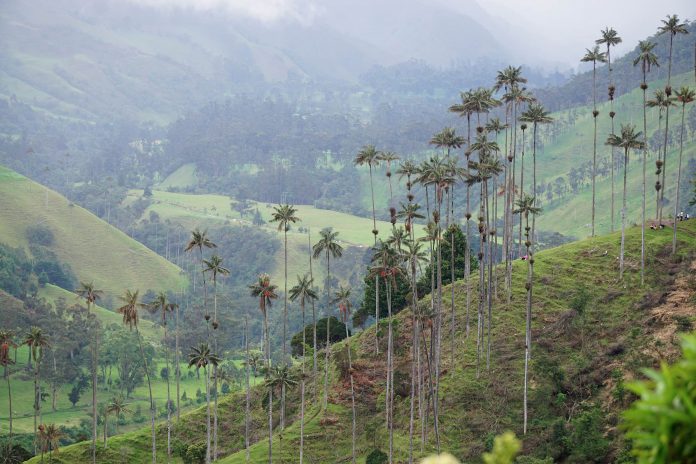 Cocora+Valley+Salento+Colombia+palm+trees
