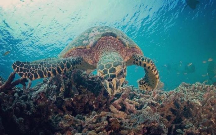 David Fleetham WWF
