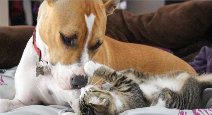 Perros y Gatos