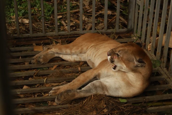 puma PNN