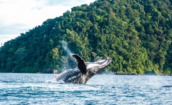BALLENA