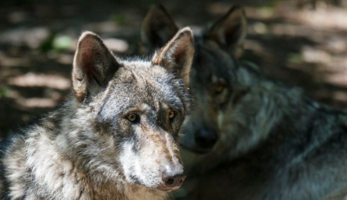 animales-zorros