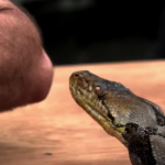 mordedura de serpiente