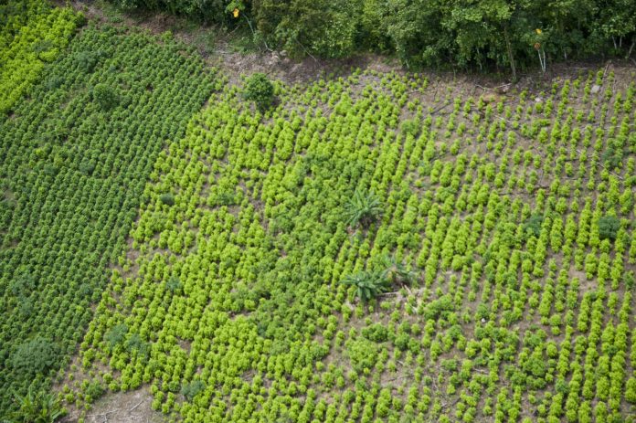 COLOMBIA-DRUGS-CONFLICT-PEACE