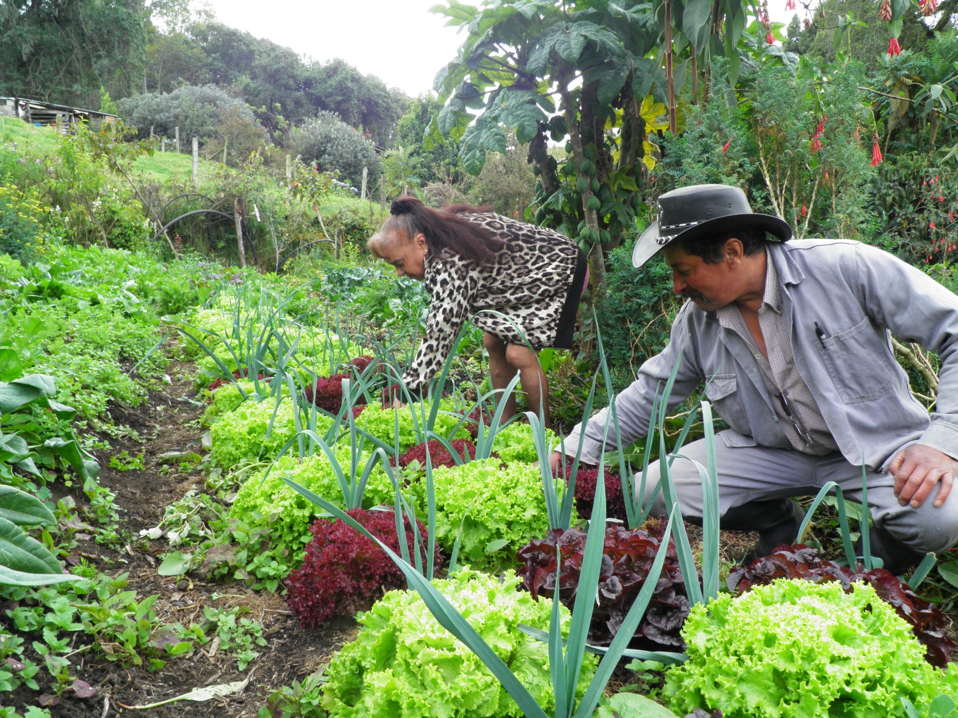 Agricultura Familiar