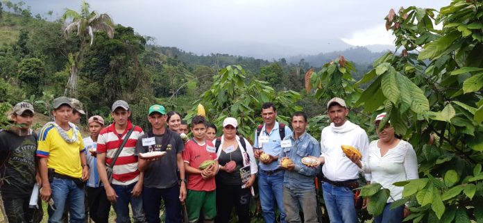 cacao-col
