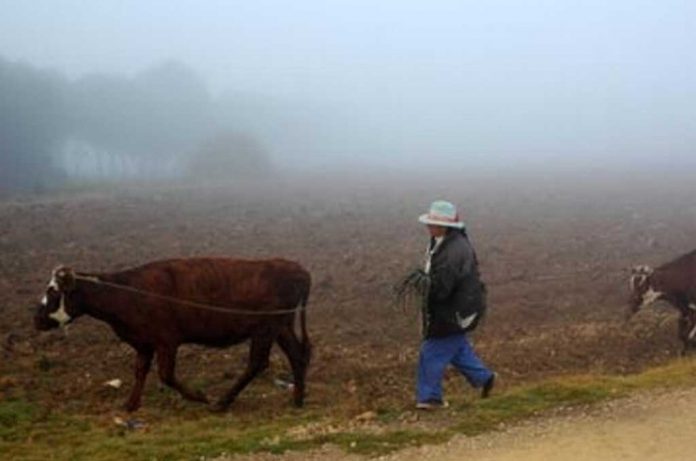 heldas-en-boyaca