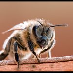 Abeja.