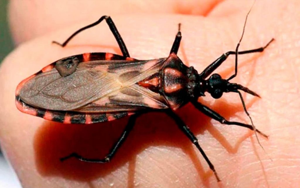 Chagas, la enfermedad de Latinoamérica que podría crecer con el COVID-19