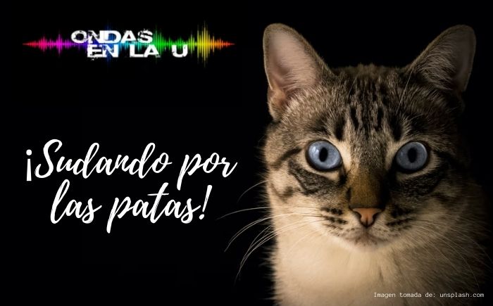 [Podcast] Los Gatos ¡Sudando por las patas! 
