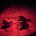 Tortuga baula desovando 2 – Katiana Murillo