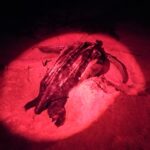 Tortuga baula desovando – Katiana Murillo