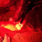 Tortuga baula desovando con investigadores – Katiana Murillo