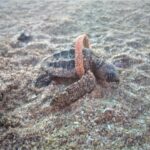 Tortuguita marina atrapada en plástico en Playa Grande – The Leatherback Trust