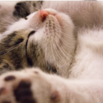 gato