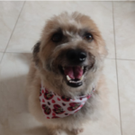 lulu