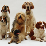 mascotas