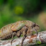 cropped-cigarra.jpg