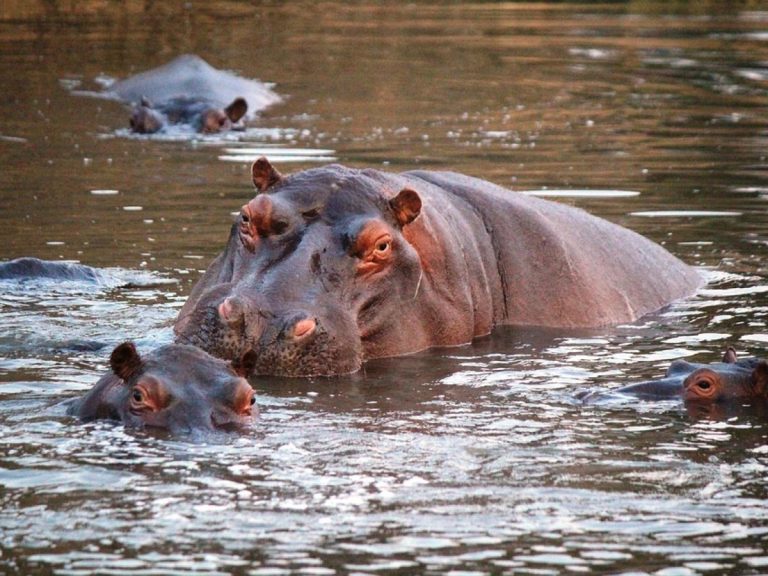 Hipopótamos de Escobar: Colombia autoriza eutanasia para frenar invasión